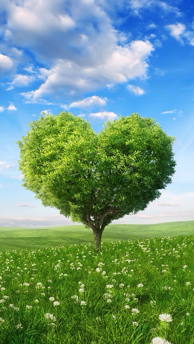 Green Heart Shaped Tree - HD Wallpaper 