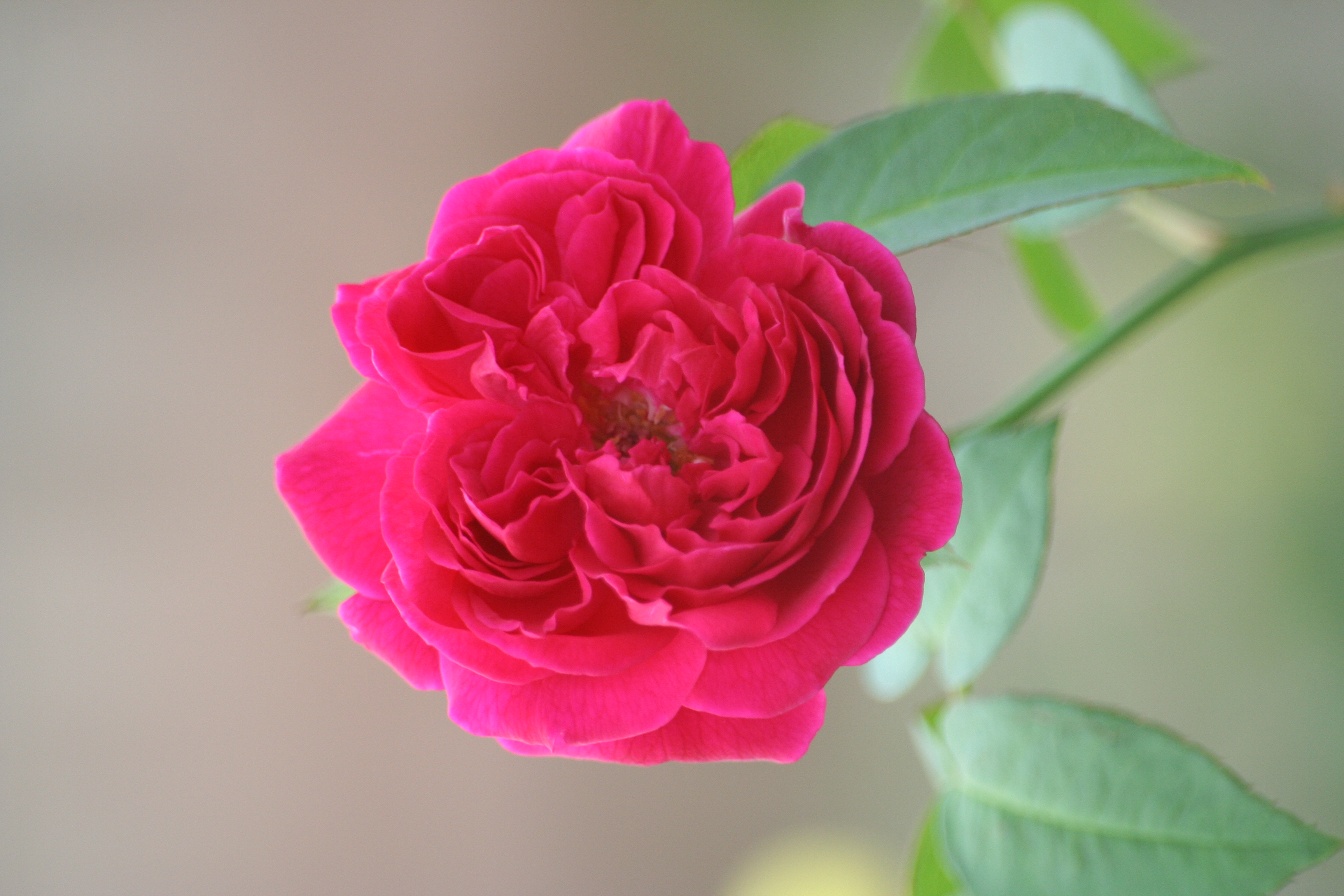 Garden Roses - HD Wallpaper 