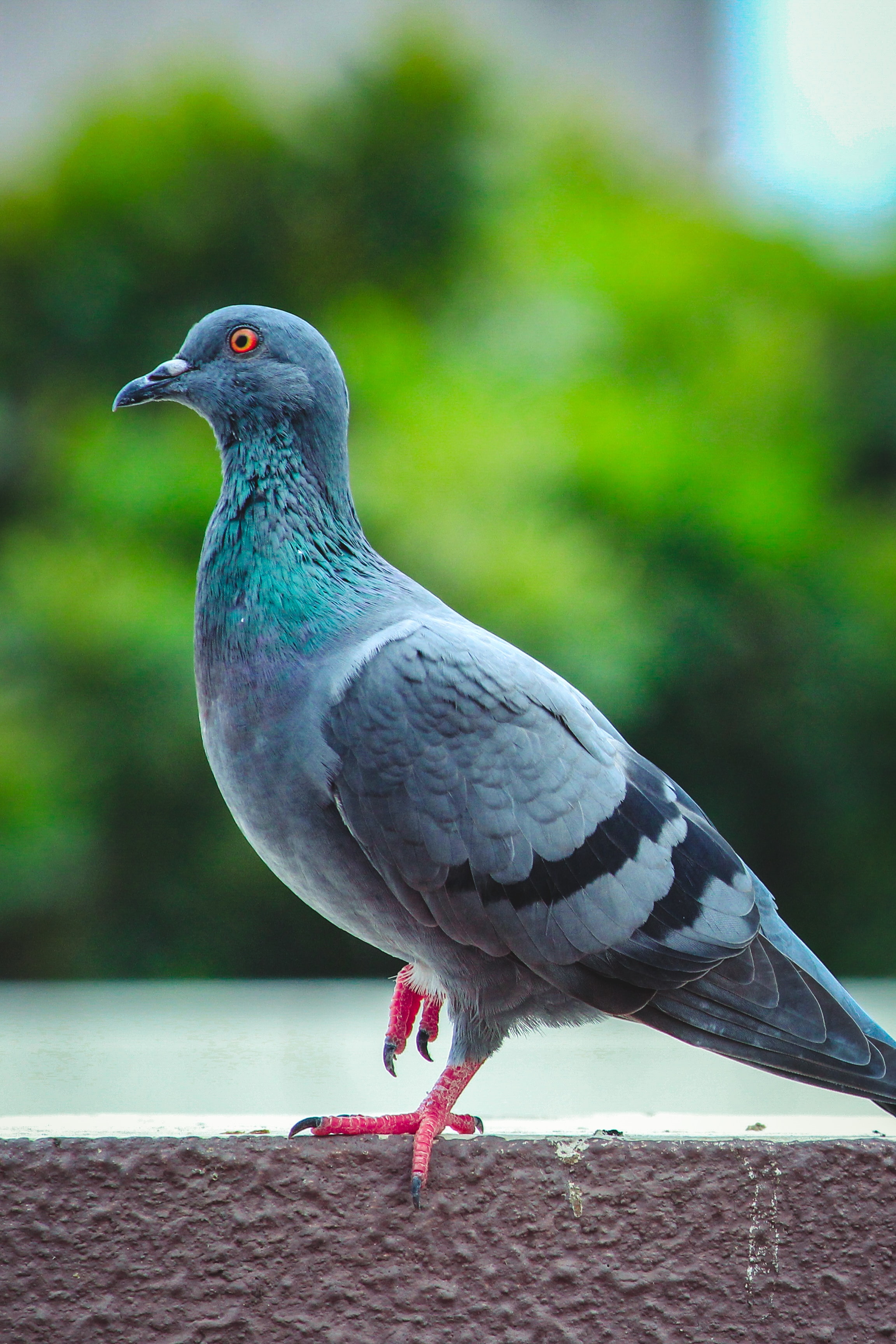 Pigeon - HD Wallpaper 