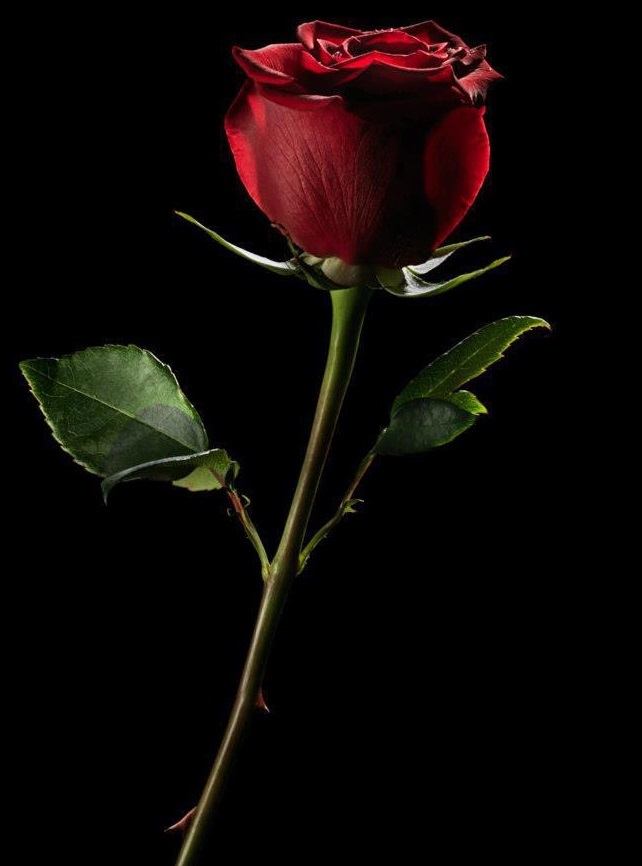 Red Rosebud - Beautiful Red Rose Bud - HD Wallpaper 