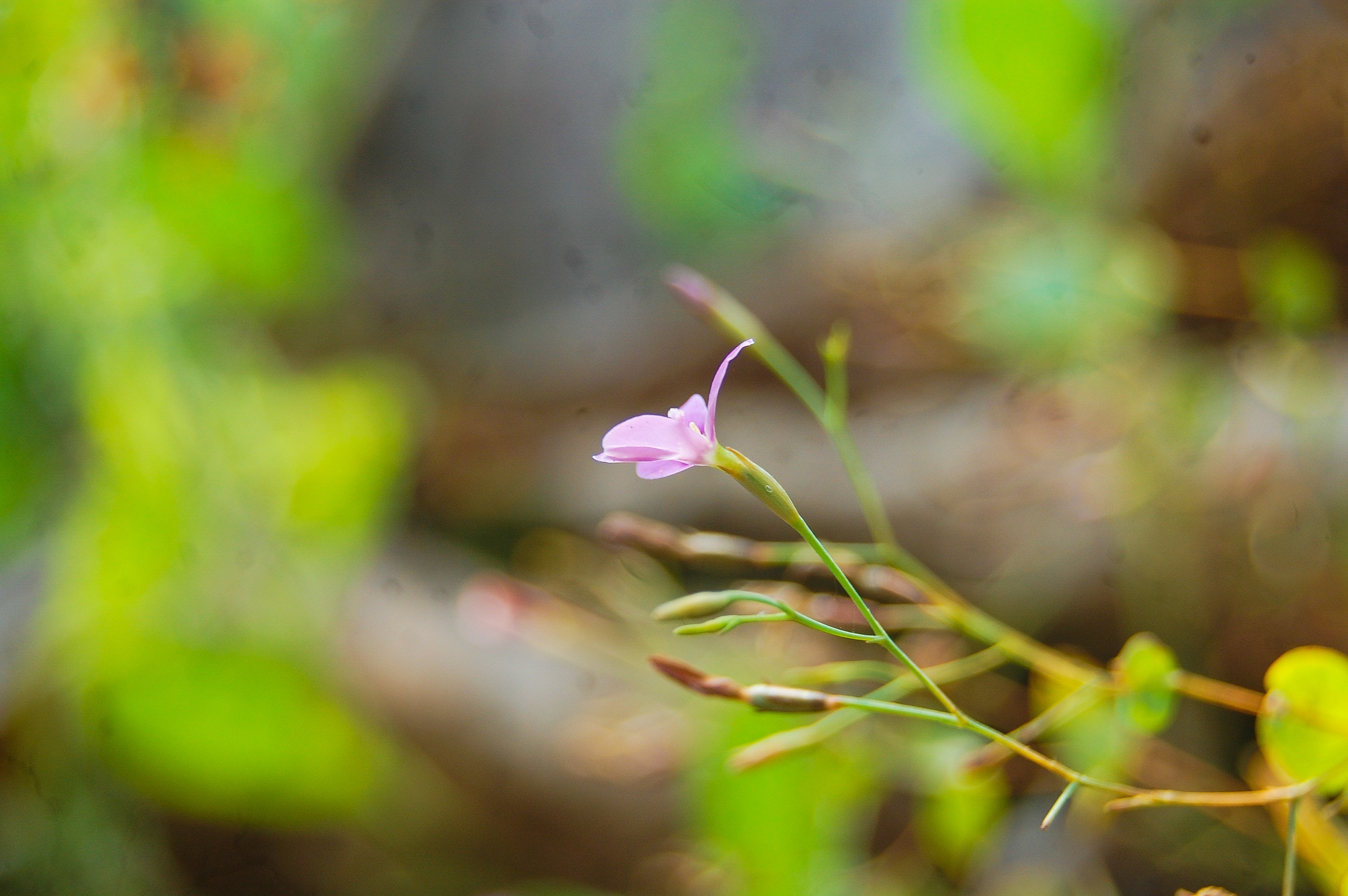 Impatiens - HD Wallpaper 
