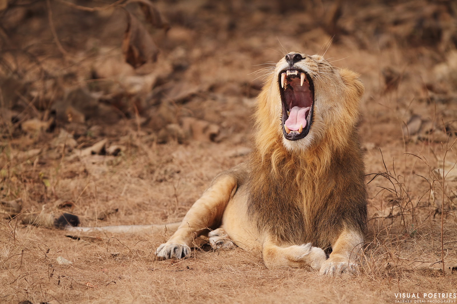 Raaju The Lion King - Masai Lion - HD Wallpaper 