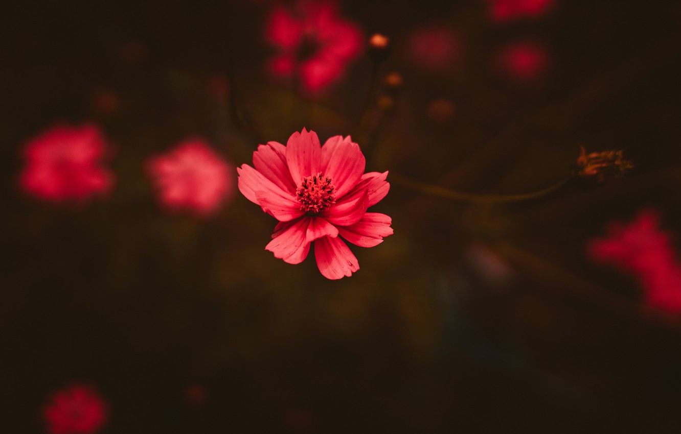 Photo Wallpaper Color, Flower, Plant, Plants, Flower, - Hình Nền Màu Đỏ Đẹp - HD Wallpaper 