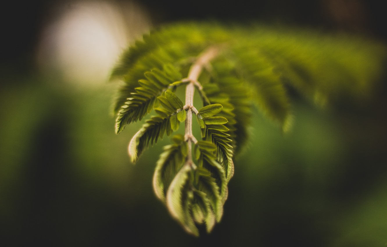 Photo Wallpaper Plant, Branch, Plants, Color, Flora, - Plants - HD Wallpaper 