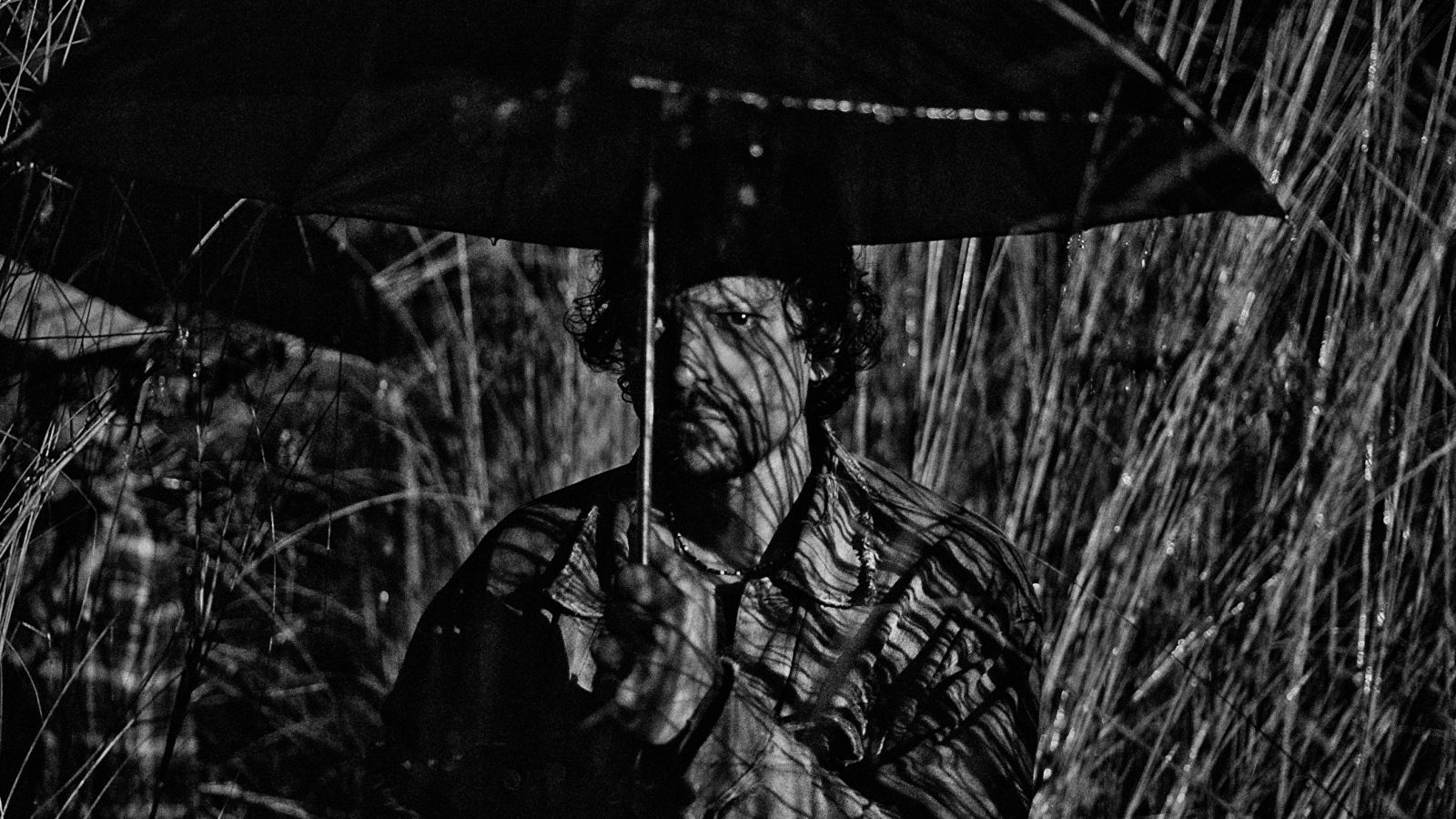 Cat Sticks - HD Wallpaper 