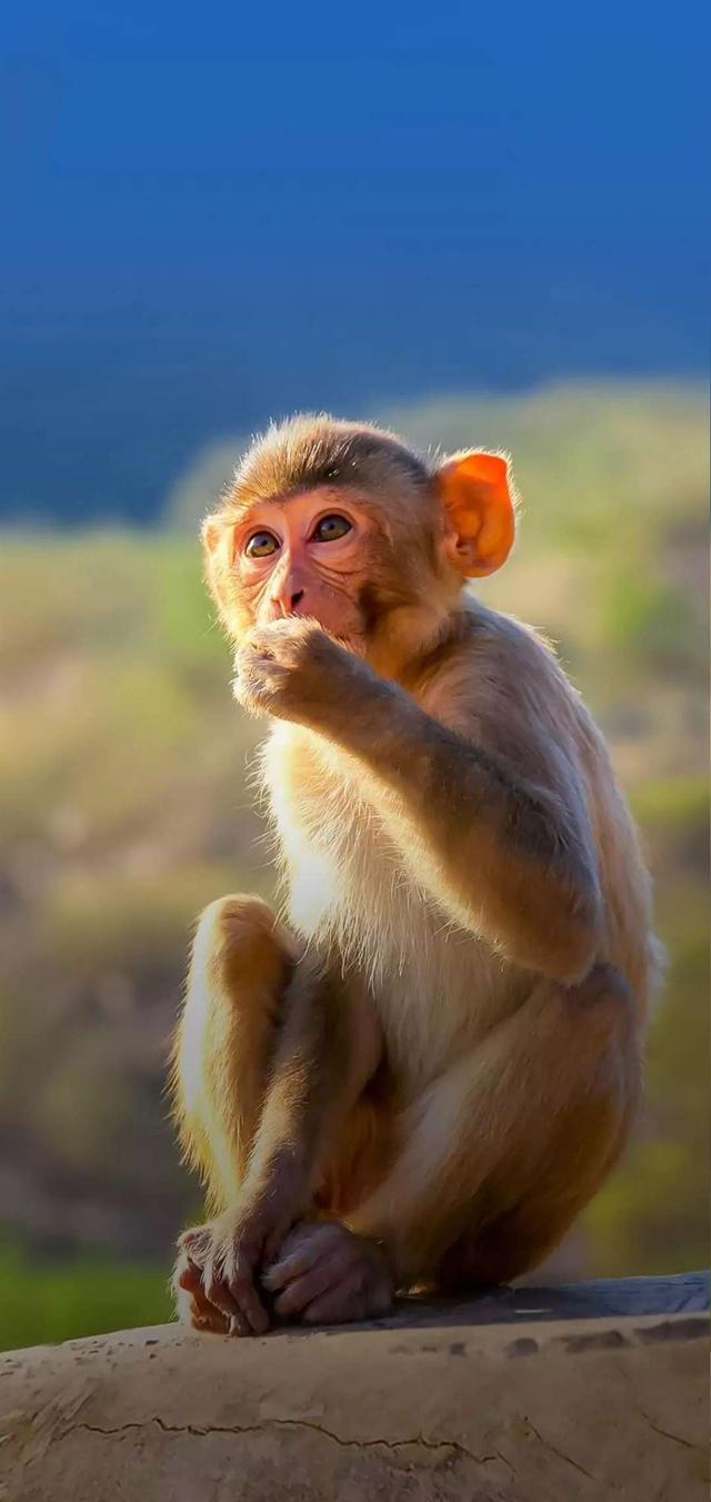 Monkey - HD Wallpaper 