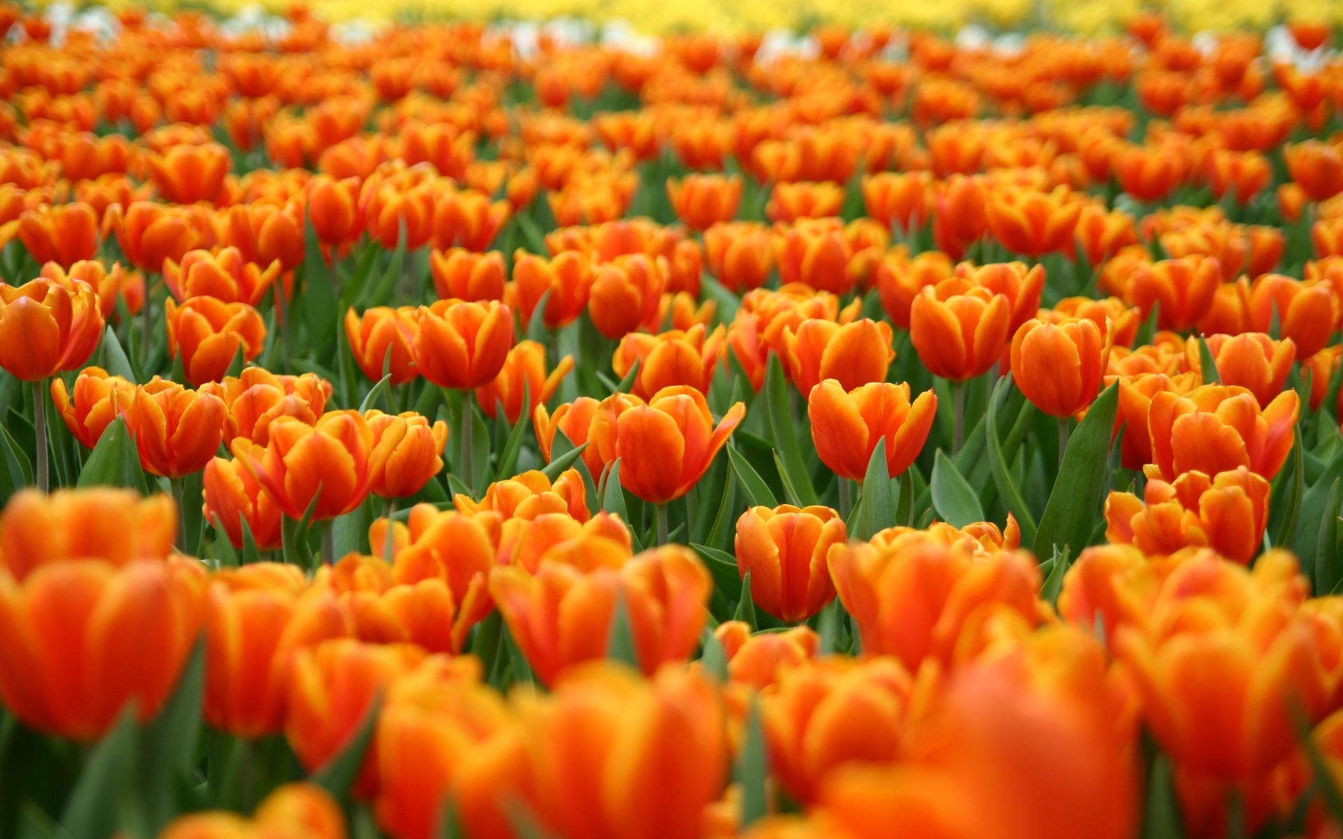 Flower Orange - HD Wallpaper 