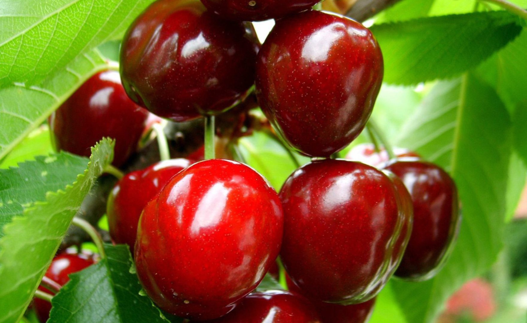 Fruit Hd - HD Wallpaper 