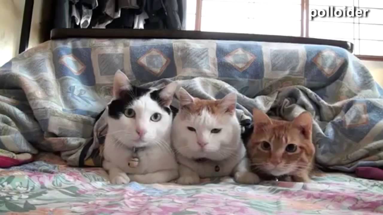 Gatos Chistosos Con Movimiento - HD Wallpaper 