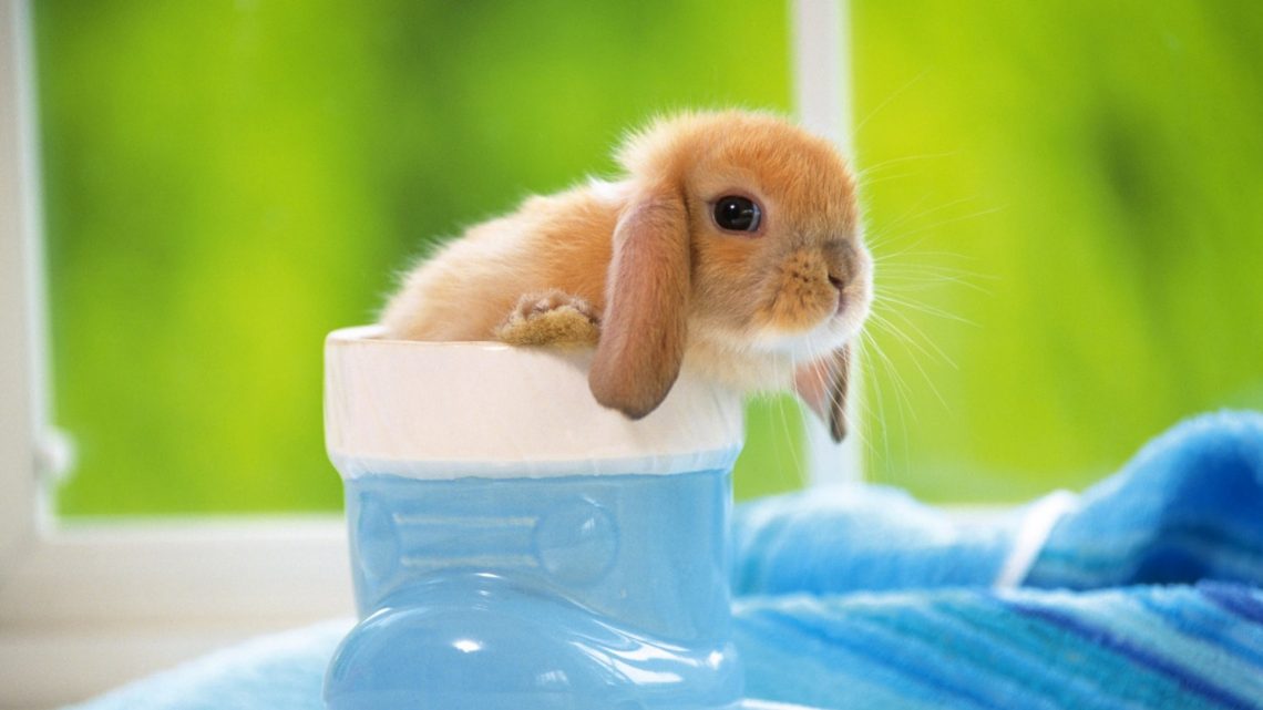 Cute And Fluffy Puppys - HD Wallpaper 