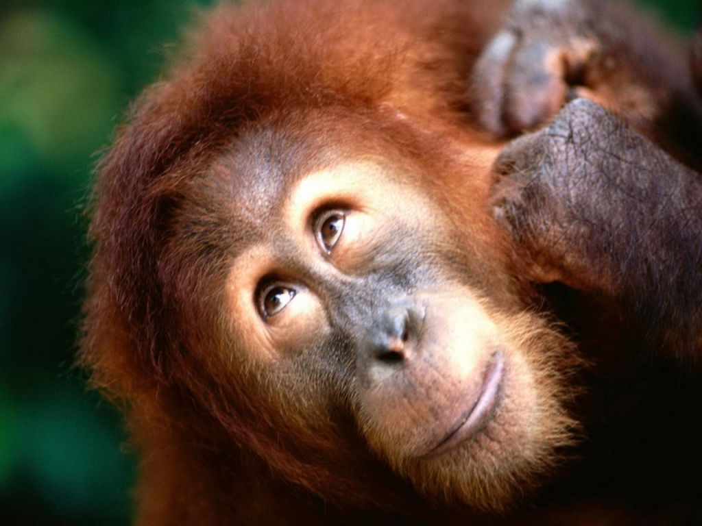 Sumatran Orangutan - HD Wallpaper 
