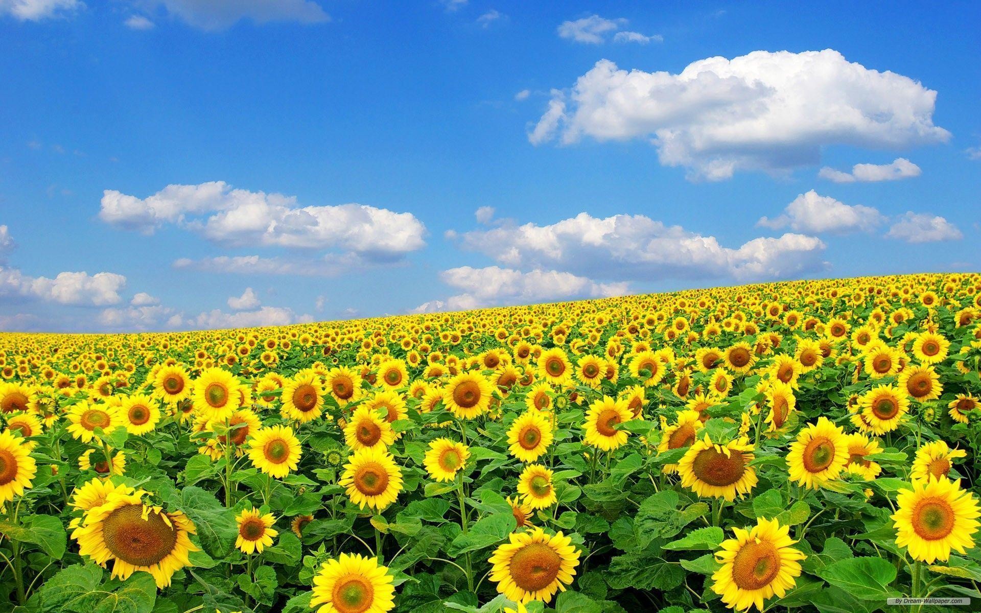Bg Of Sunflower Field - HD Wallpaper 