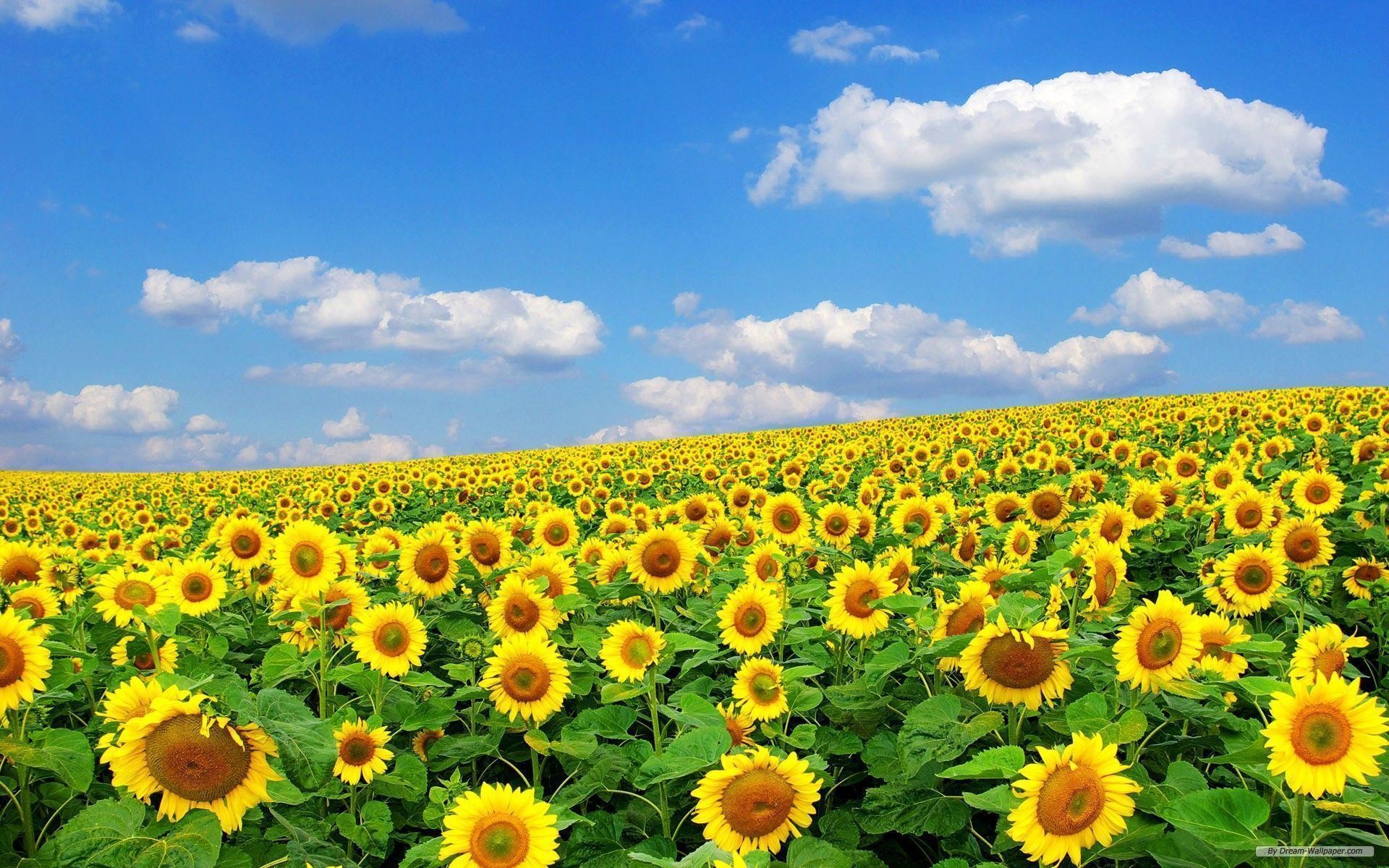 Bg Of Sunflower Field 1920x1200 Wallpaper Teahub Io