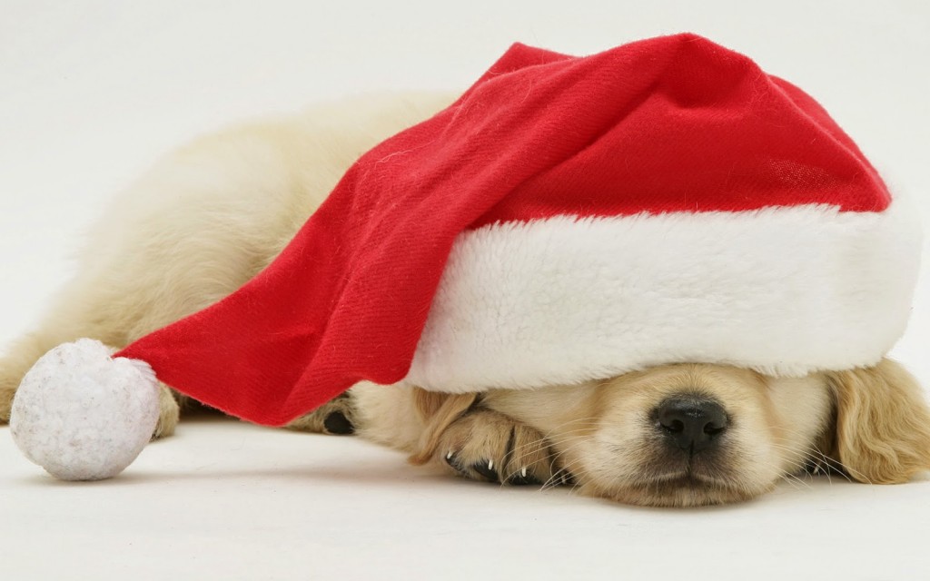 All I Want For Christmas Is A Dog - HD Wallpaper 