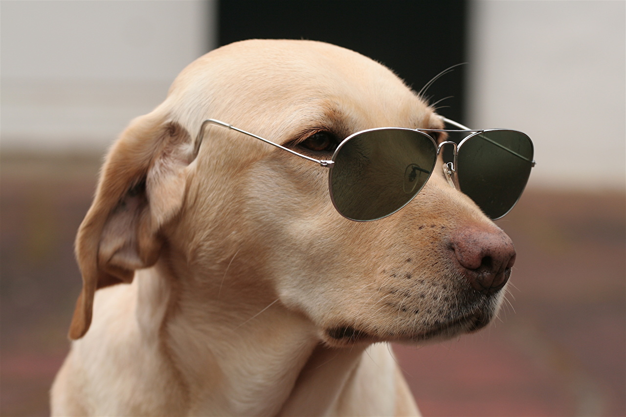Imagenes De Perros Con Lentes - HD Wallpaper 