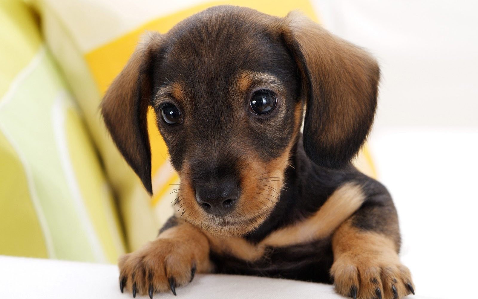 Cute Puppy Picture Hd - HD Wallpaper 