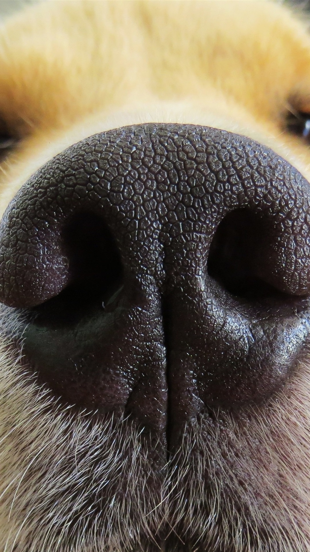 Iphone Wallpaper Retriever Dog, Nose - Golden Retriever Close Up - HD Wallpaper 