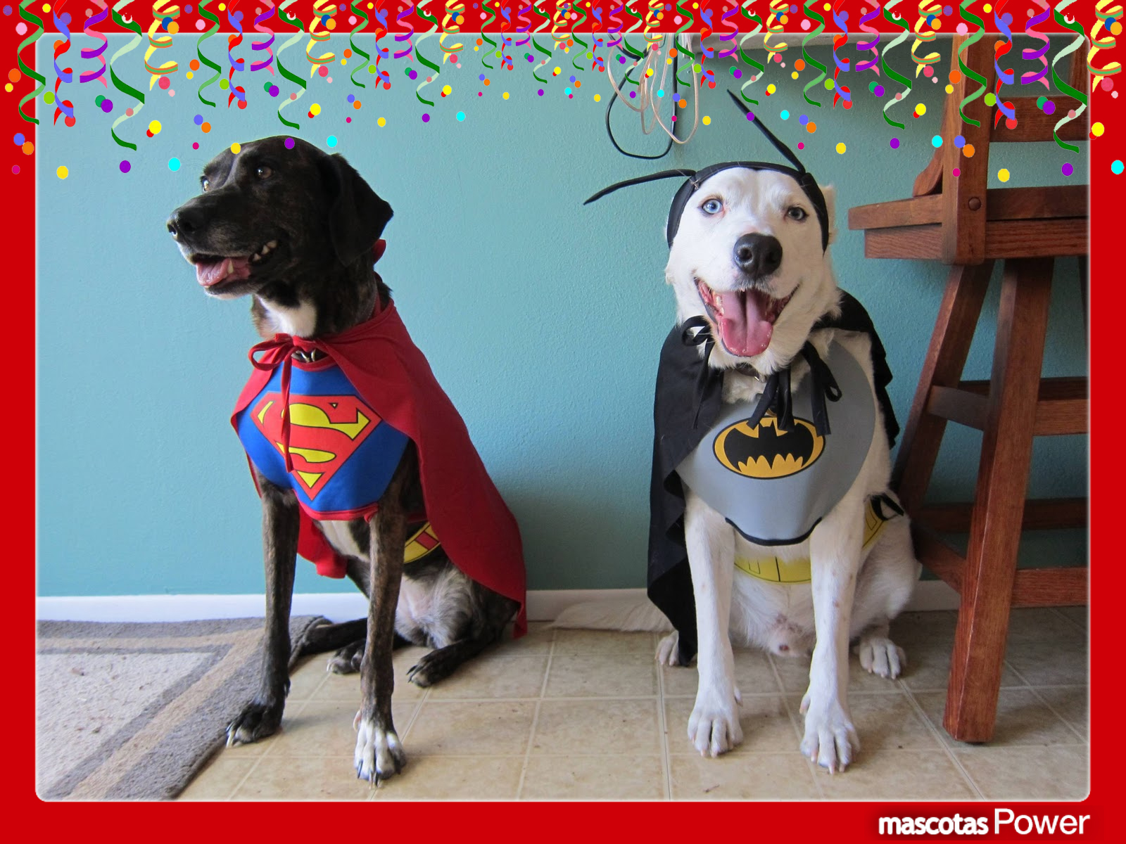 Wallpapers Carnaval Perros Y Gatos Mascotaspower Superheroes - Dog Catches Something - HD Wallpaper 