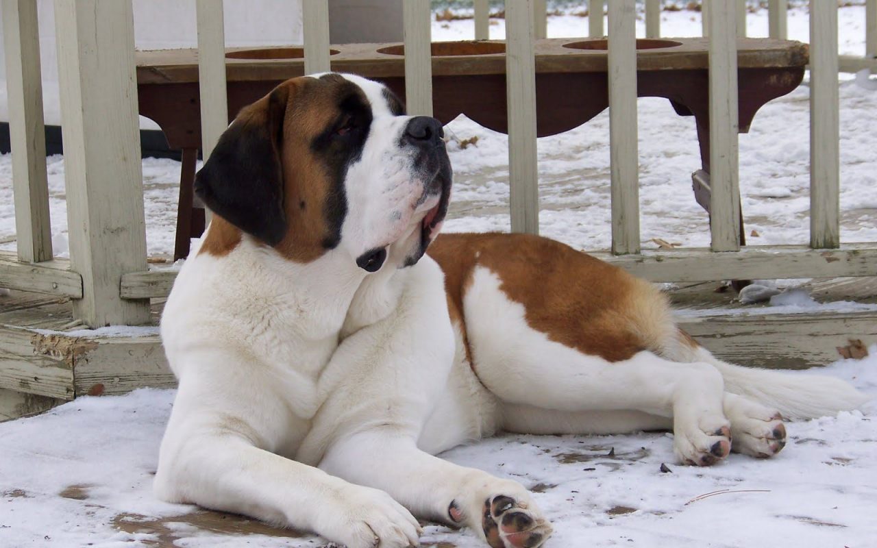 Wallpaper De Perro San Bernardo - St Bernard Dog - HD Wallpaper 