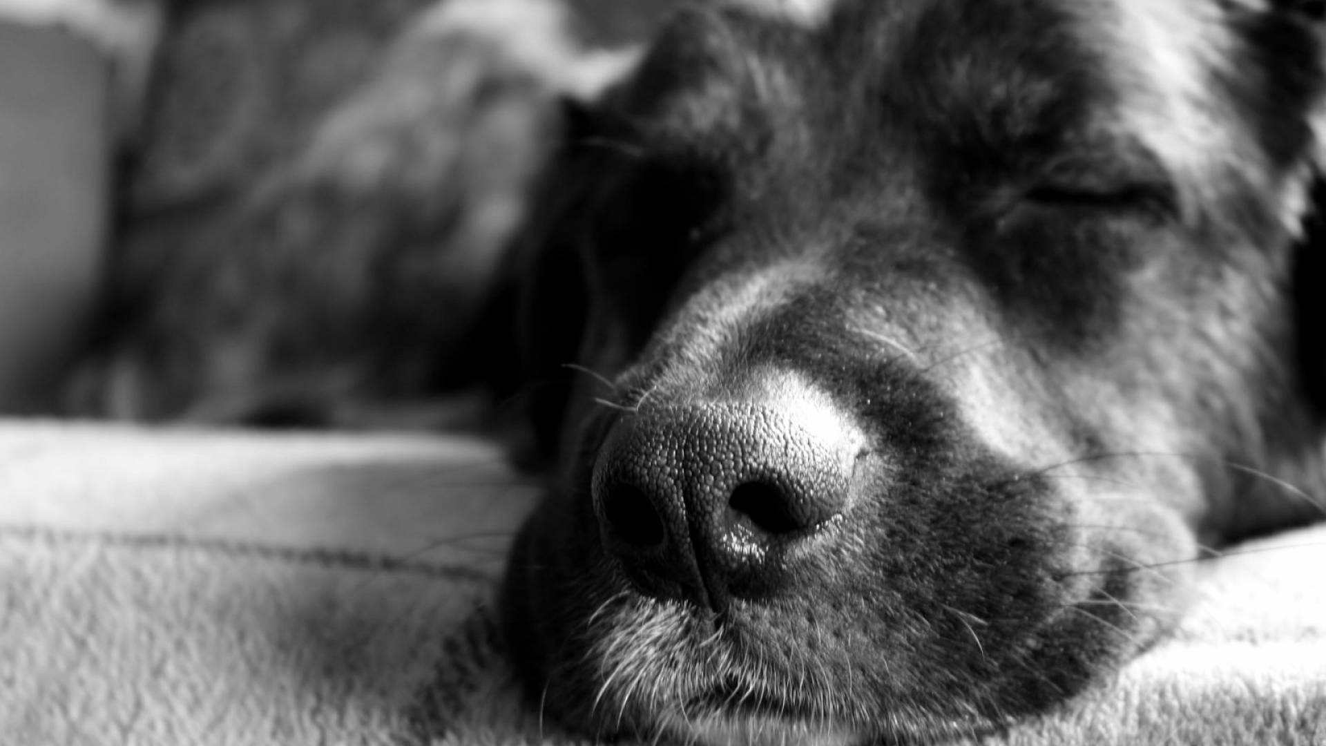 Dog Nose - HD Wallpaper 