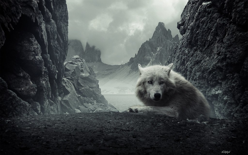 Wolf Theme - HD Wallpaper 