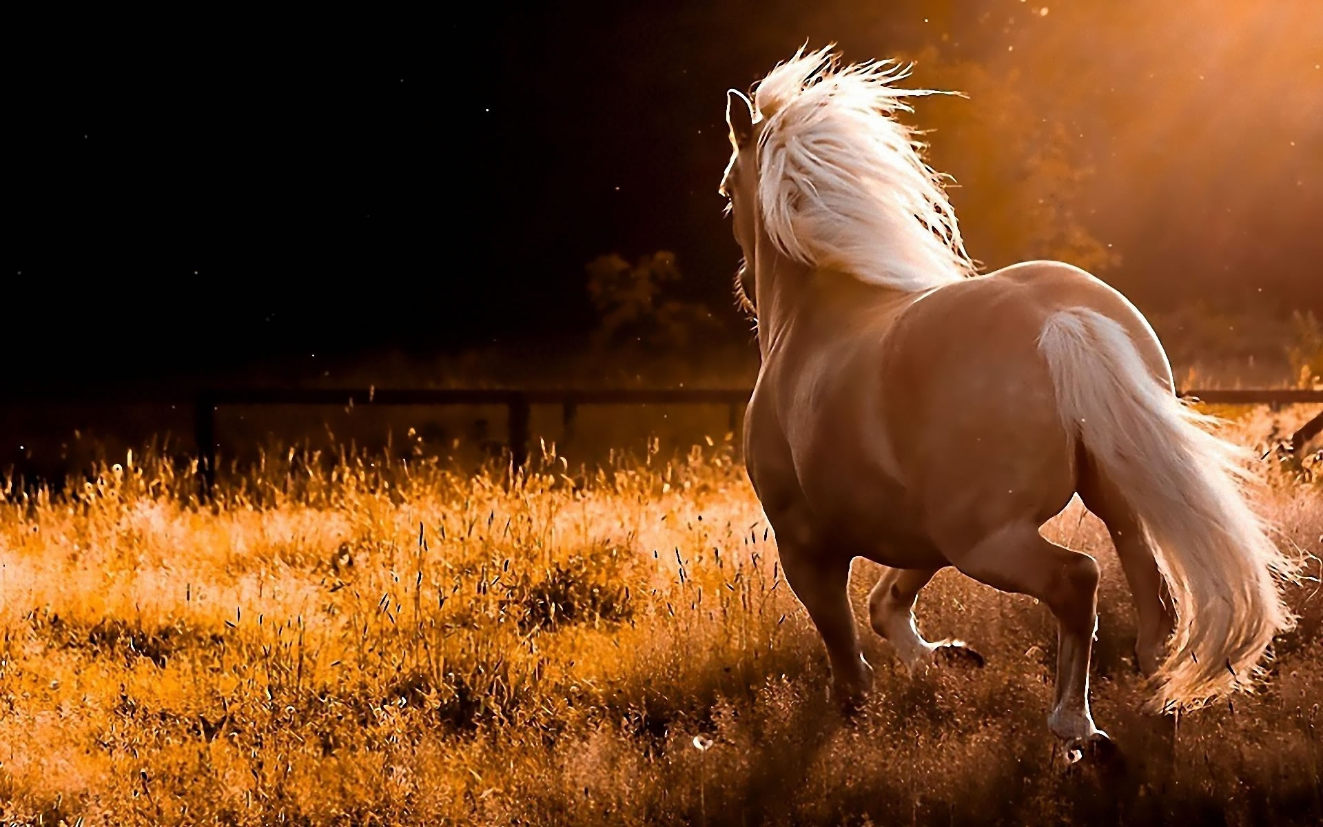 Wallpapers Caballos Pura Sangre - Computer Backgrounds Horse - HD Wallpaper 