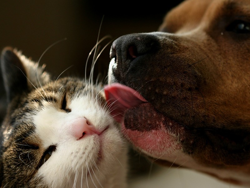 Perro Y El Gato Love Wallpaper Fondo De Pantalla - Cat Kissing Hd Wallpaper And Dog - HD Wallpaper 