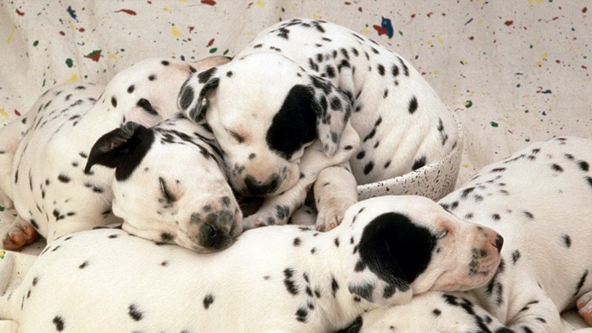 Wallpaper De Crías De Perros Dálmata - Black Polka Dot Dog - HD Wallpaper 