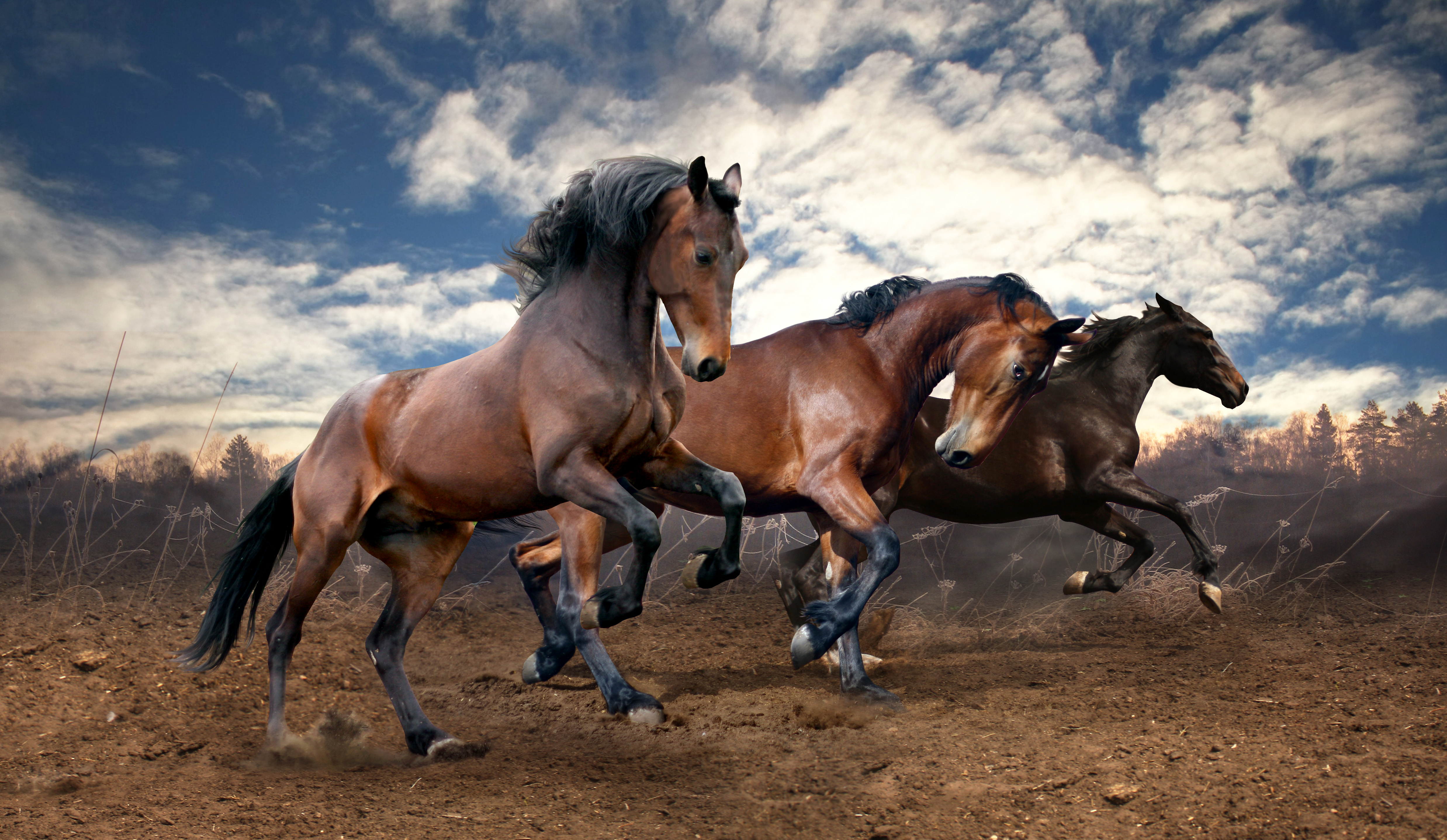 Running Horse - HD Wallpaper 