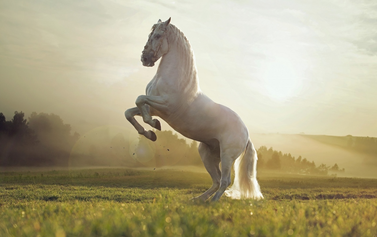Hermoso Caballo Blanco Wallpapers - HD Wallpaper 