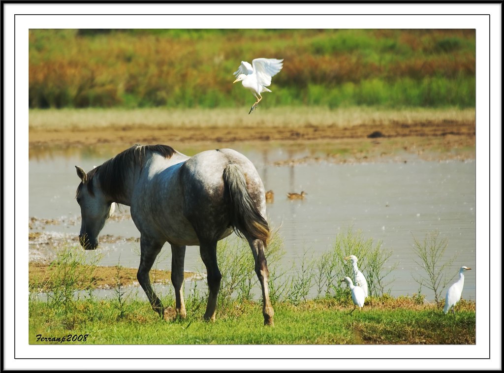 Stallion - HD Wallpaper 