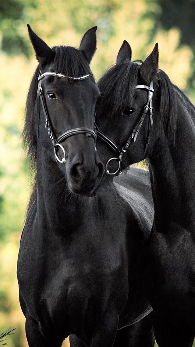 Iphone Wallpaper Two Black Horse - Two Black Horses - HD Wallpaper 