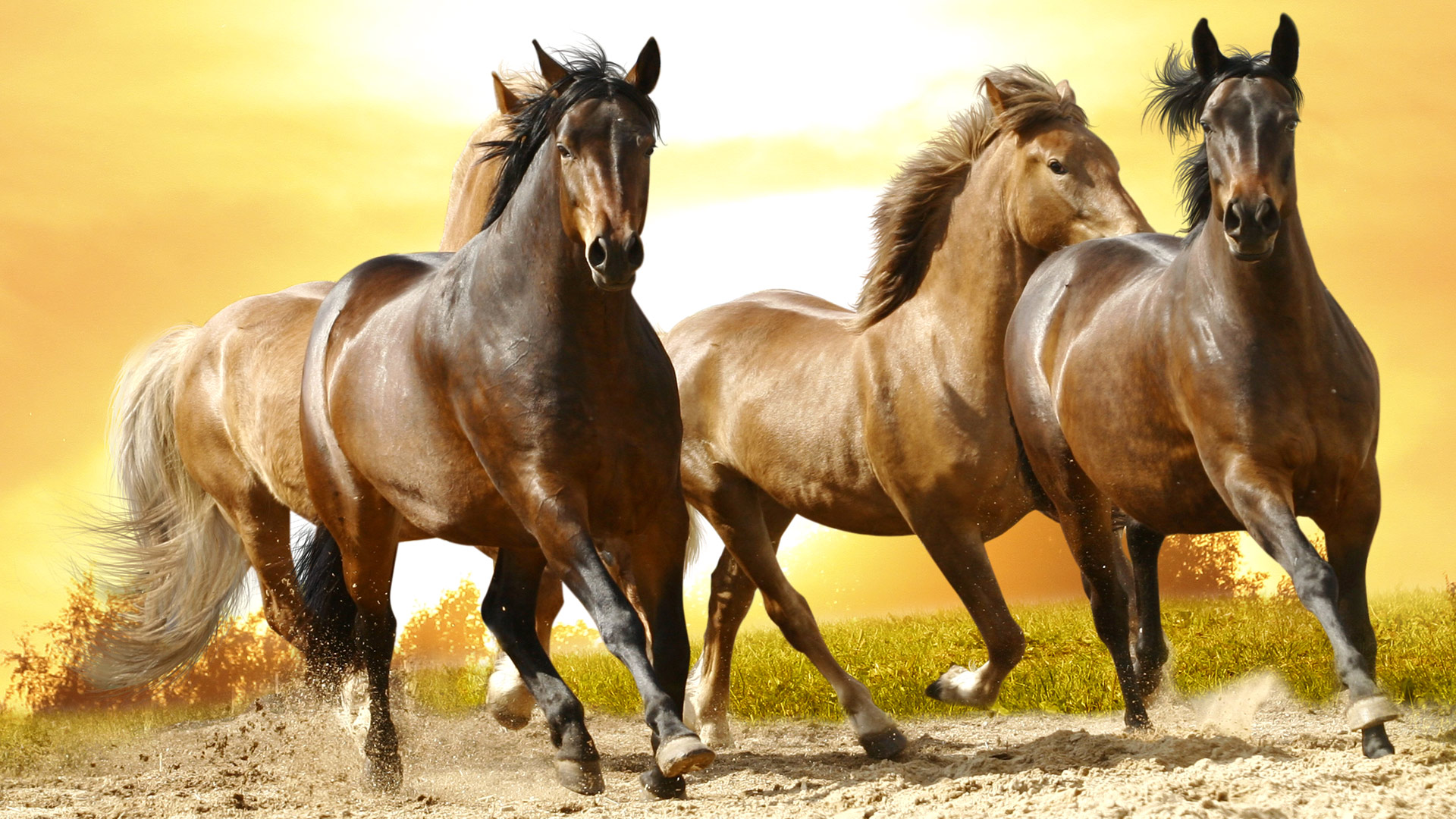 Caballos Salvajes Fondos Hd - Wild Horses Wallpaper Hd - HD Wallpaper 