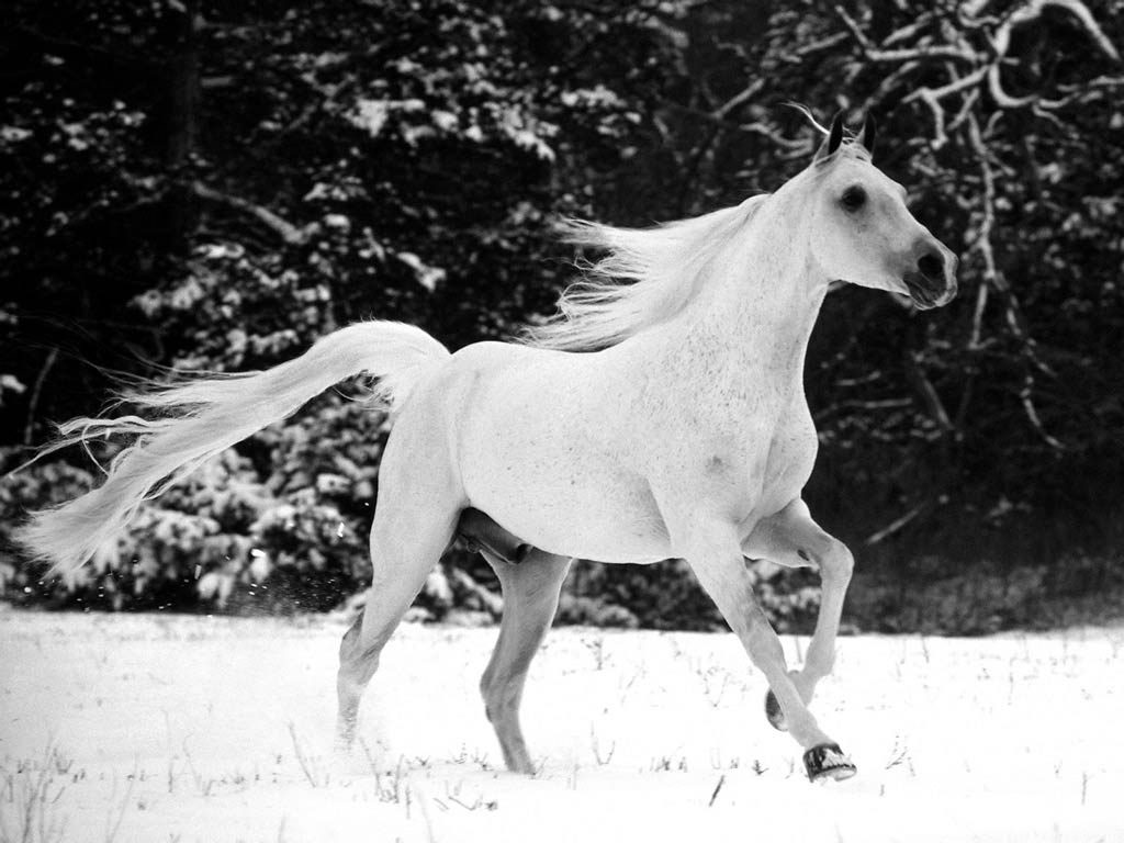 Caballo Albino En La Nieve - Black And White Arabian Horse - HD Wallpaper 