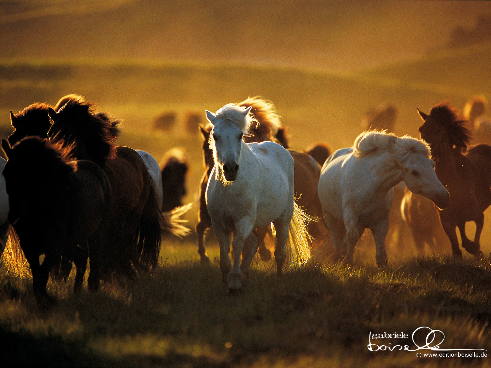 Horse Fondo De Pantalla - Wild Horses Wallpaper Hd - HD Wallpaper 