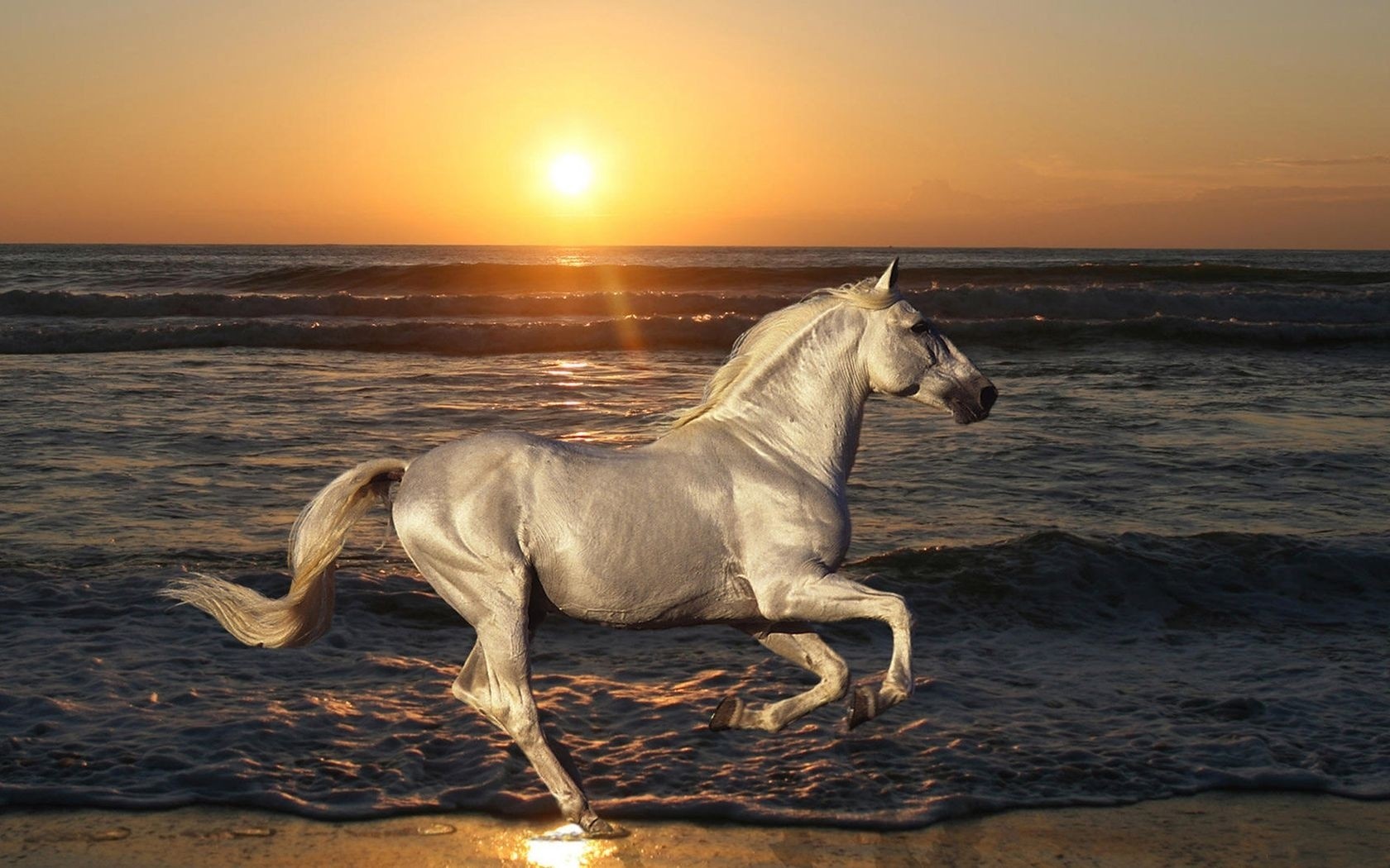 Beautiful Pictures Of Horses Running - HD Wallpaper 