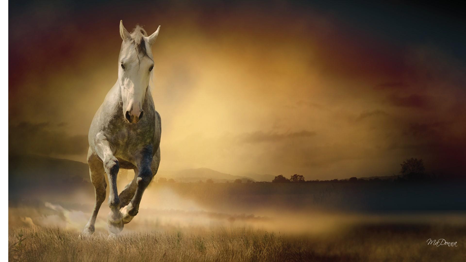 Corriendo Polvo Caballo - Jiddu Krishnamurti Animals Quotes - HD Wallpaper 