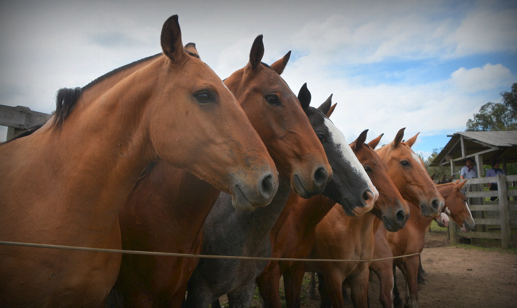 Sorrel - HD Wallpaper 