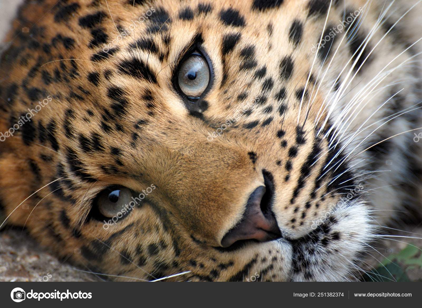 Leopard Face Close Up - HD Wallpaper 