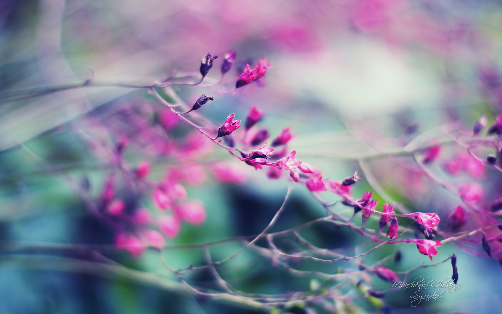 Fondos De Pantalla Hermosos Jardines, Flores Moradas - Photography Nature  Depth Of Field - 1920x1200 Wallpaper 