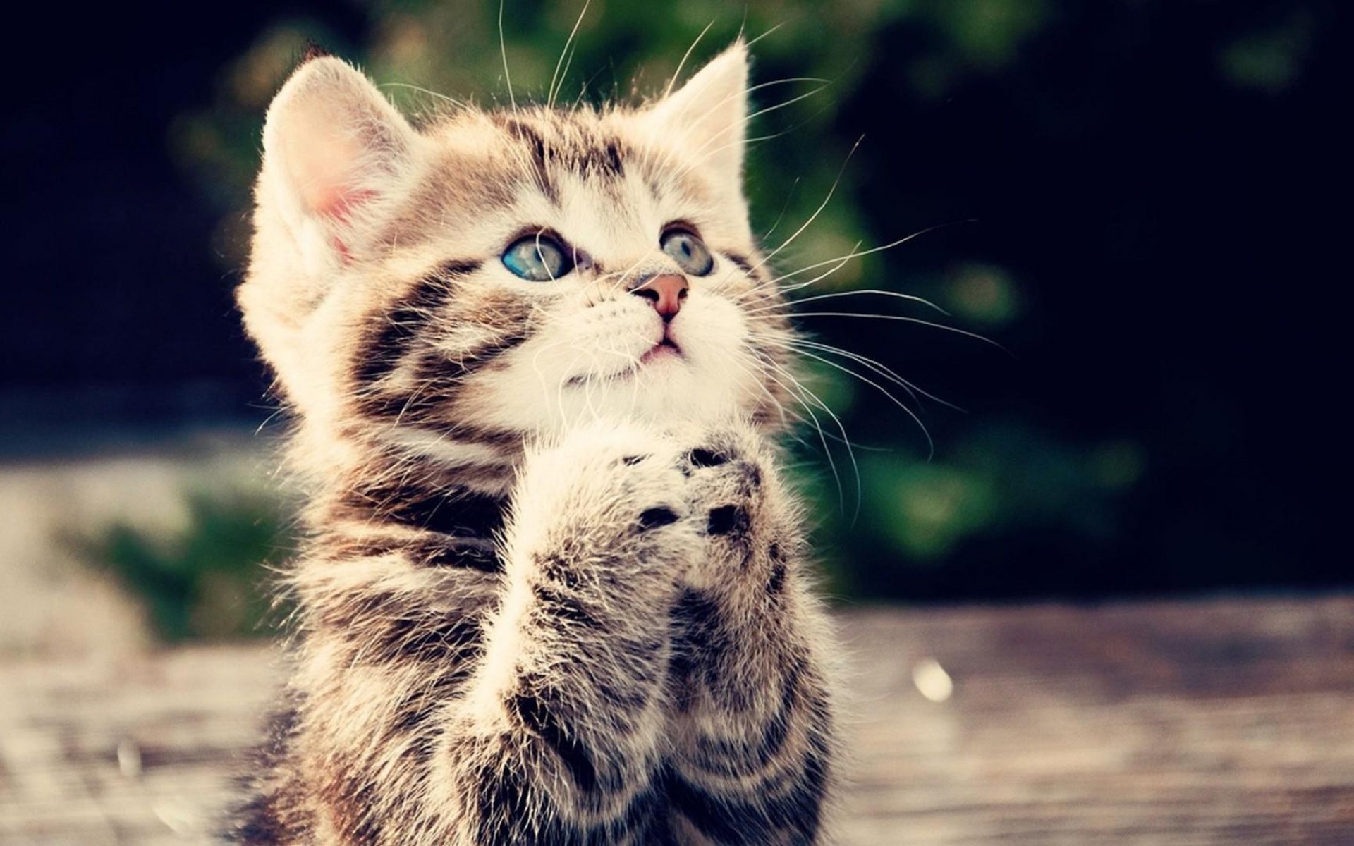 Most Beautiful Wallpapers Of Animals - 1920x1200 Wallpaper Most Beautiful Wallpapers Of Animals - 1920x1200 Wallpaper