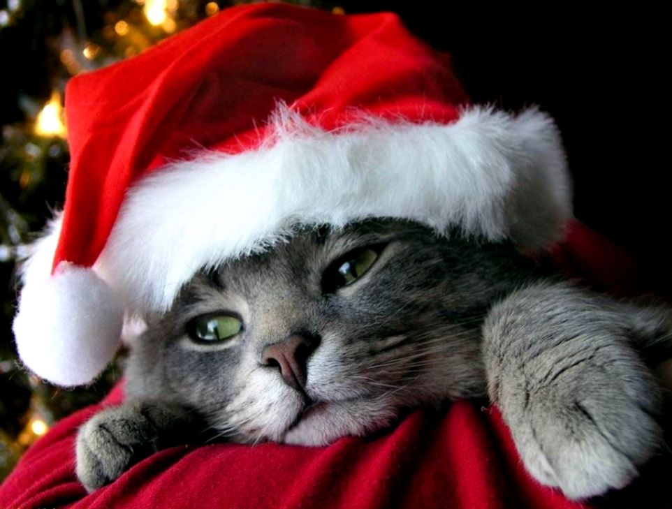 Christmas Kitten Wallpapers Wallpaper Cave - Animals With Santa Hat - HD Wallpaper 