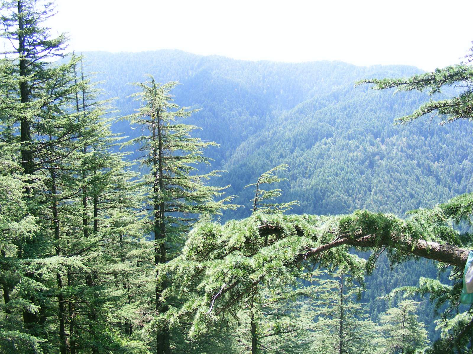 Spruce-fir Forest - HD Wallpaper 