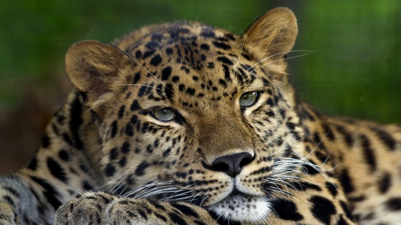 Animal Hd Animals Wide Screen In 874307 Wallpaper Wallpaper - Amur