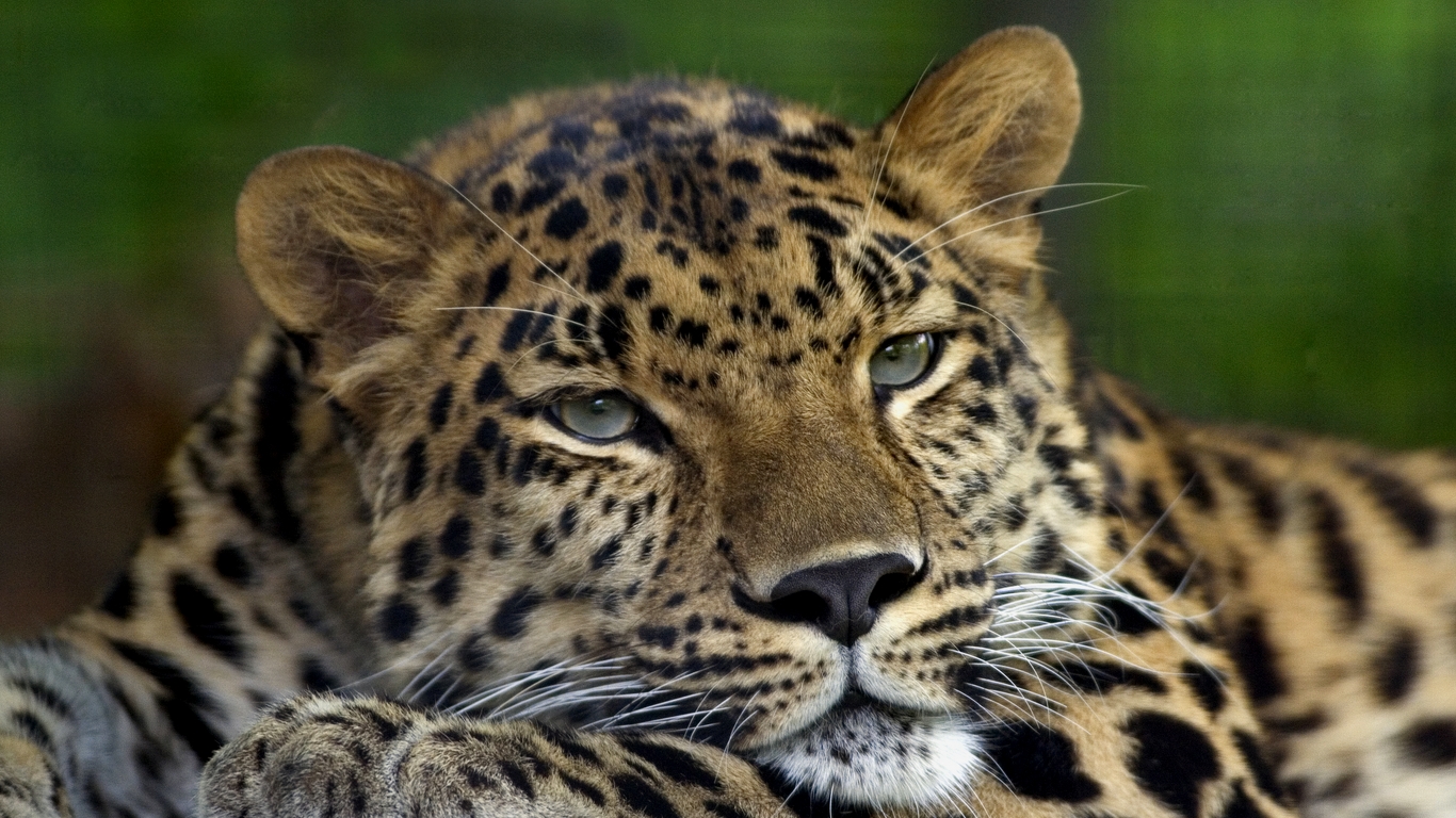 Animal Hd Animals Wide Screen In 874307 Wallpaper Wallpaper - Amur Leopard National Park - HD Wallpaper 