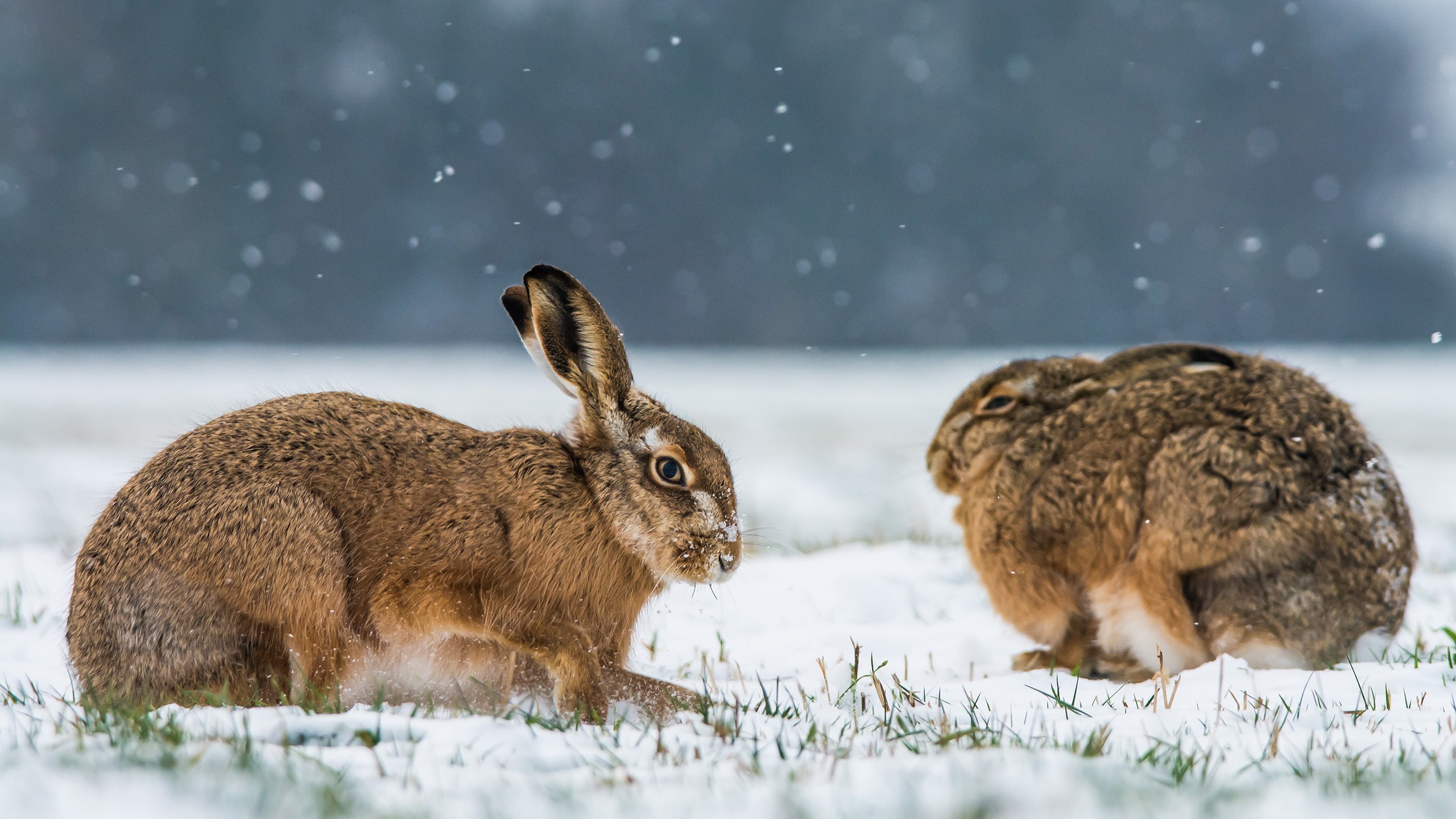 Animals In The Winter Hd - HD Wallpaper 