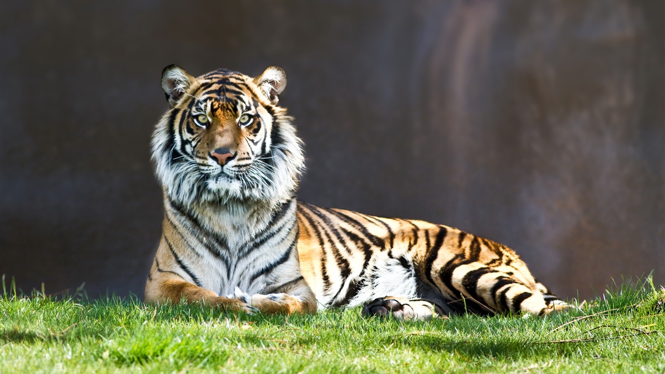 Tiger Lying In Grass-animal Hd Wallpapers2015 - Tiger Hd - HD Wallpaper 