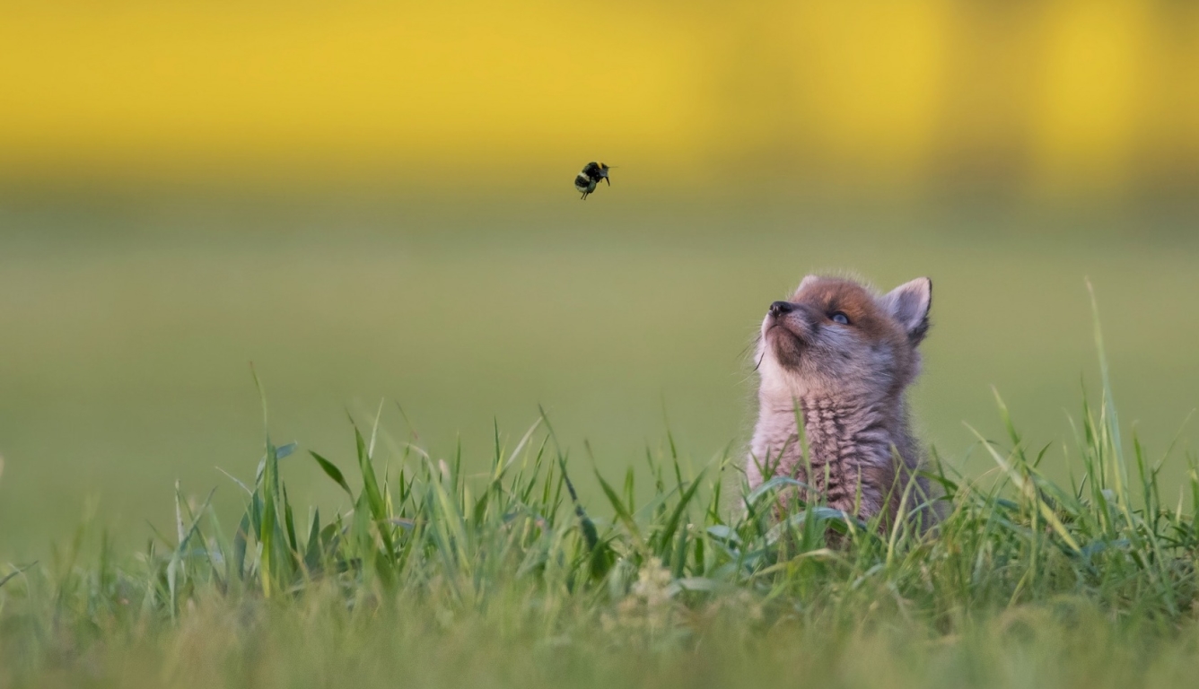 Baby Fox Looking At Bee - HD Wallpaper 