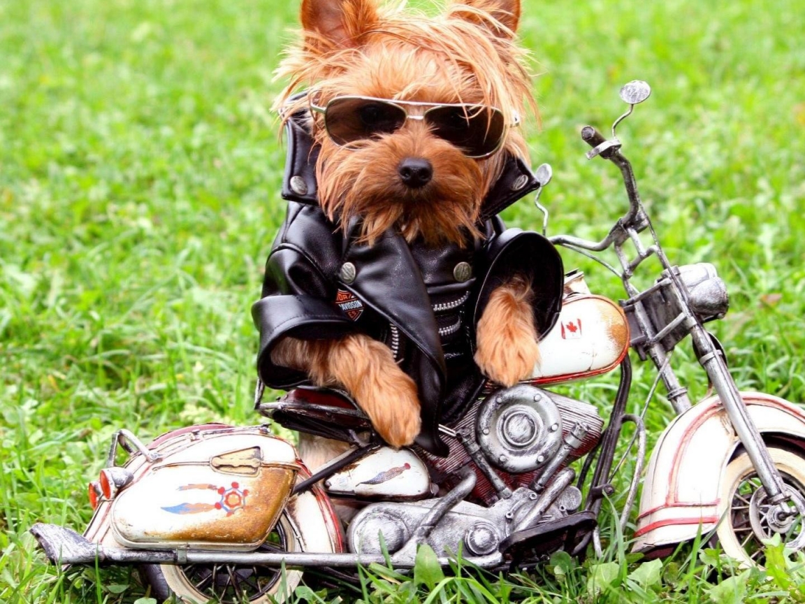 Animaladas Wallpaper Hd-alegorias - Yorkshire Disfrazados - HD Wallpaper 