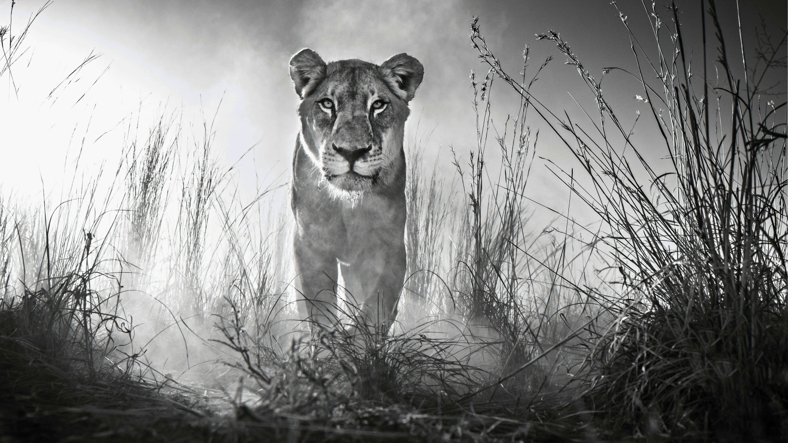 Lioness Black And White - HD Wallpaper 